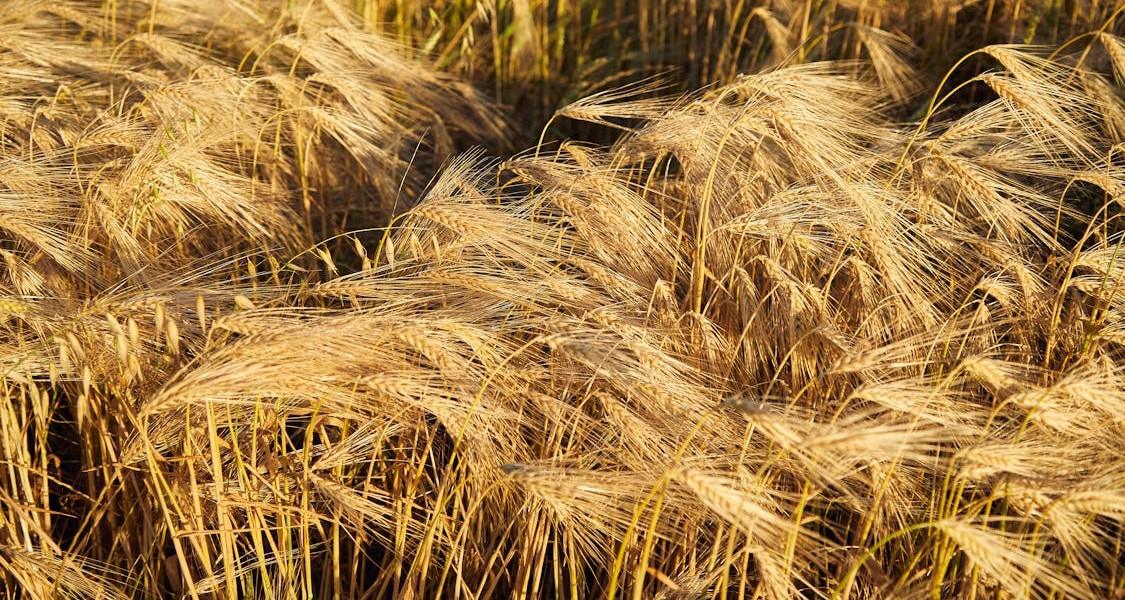 فروش دریپر آبیاری قطره ای در همدان