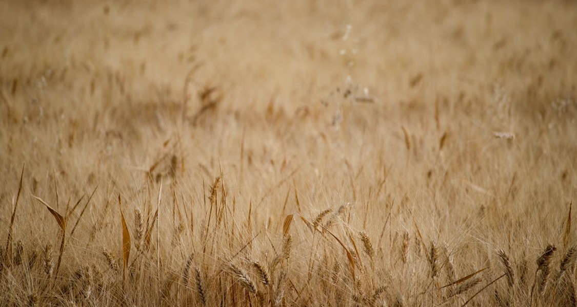 فروش دریپر آبیاری قطره ای در قزوین