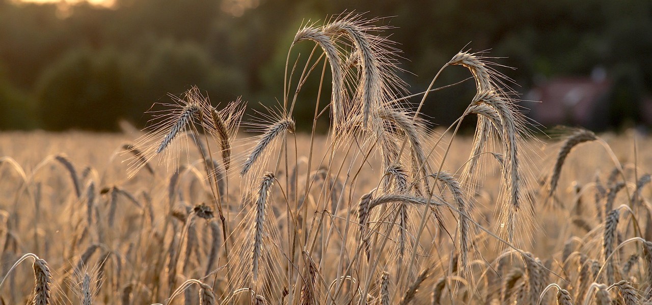 فروش دریپر آبیاری قطره ای در ساوه