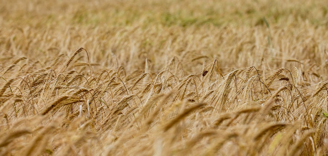 فروش دریپر آبیاری قطره ای در هشتگرد