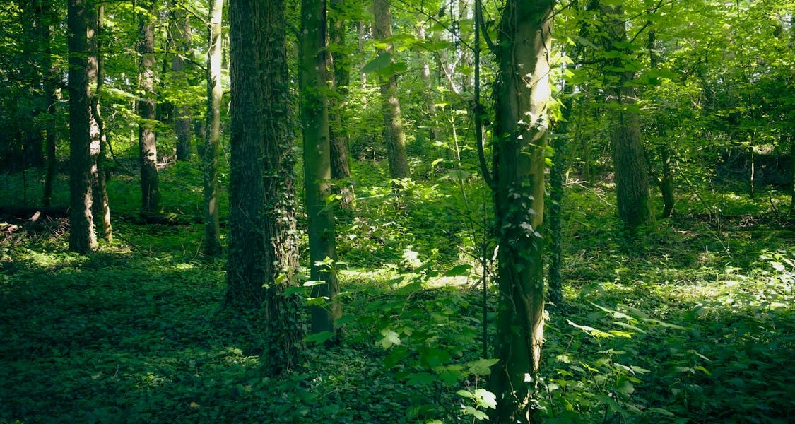 فروش قطره چکان آبیاری قطره ای در ورامین