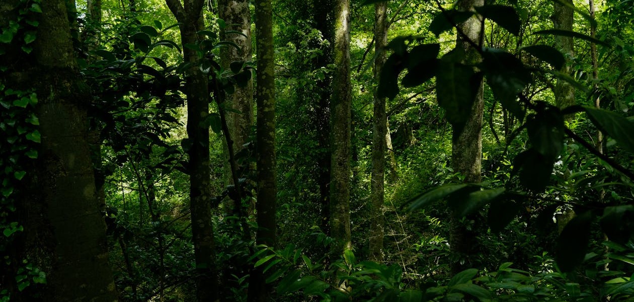 فروش قطره چکان آبیاری قطره ای در پیشوا