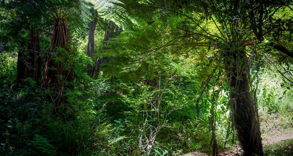 فروش قطره چکان آبیاری قطره ای در همدان