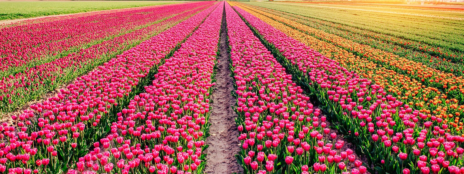 فروش لوله 16 دریپردار (قطره چکان دار) در زنجان