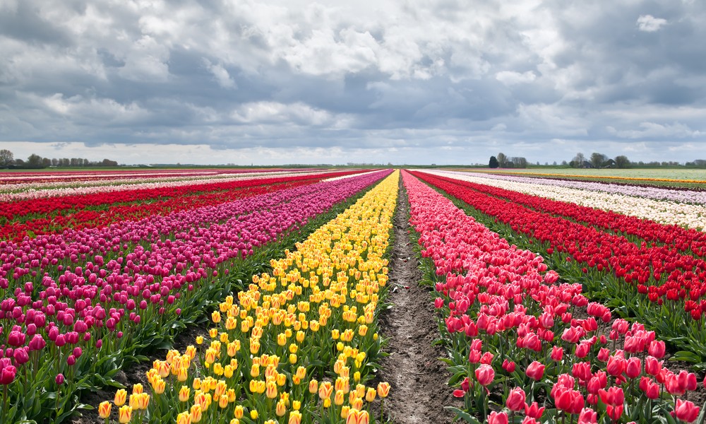 فروش لوله 16 دریپردار (قطره چکان دار) در ورامین