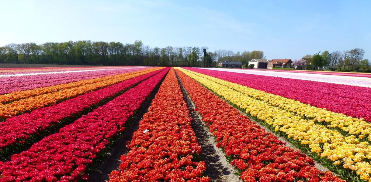 فروش لوله 16 دریپردار (قطره چکان دار) در ایرانشهر