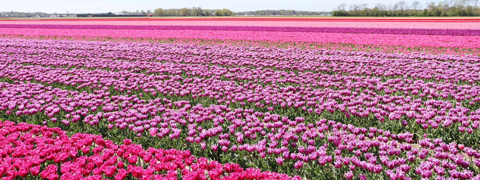 فروش لوله 16 دریپردار (قطره چکان دار) در جعفریه