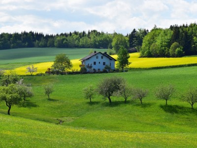 آبیاری قطره ای پیاز