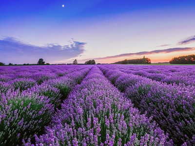 فروش نوار آبیاری در اقلید