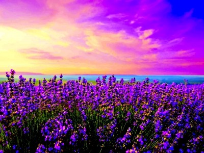 فروش نوار آبیاری در ساوه