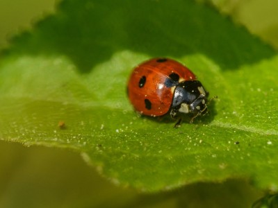 فروش لوازم و تجهیزات و اتصالات بارانی در همدان
