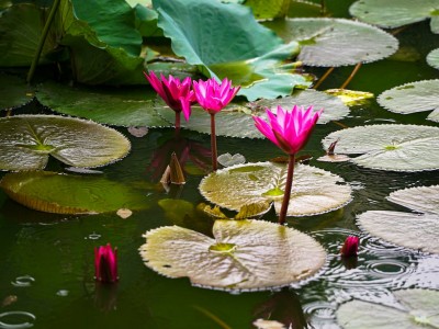 فروش نایلون کشاورزی در شیراز و فارس