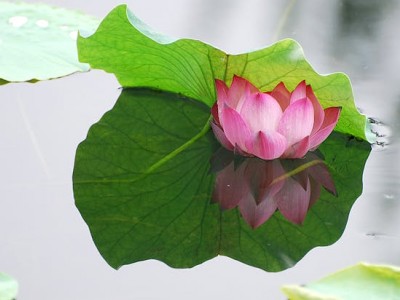 فروش نایلون کشاورزی در گرگان و گلستان