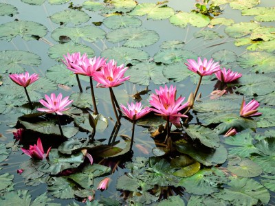 فروش نایلون کشاورزی در ساری و مازندران