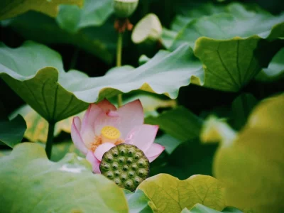 فروش نایلون کشاورزی در مشهد و خراسان