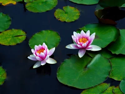 فروش نایلون کشاورزی در شوش دانیال