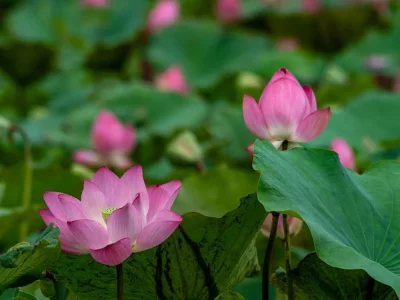 فروش نایلون کشاورزی در دهدشت