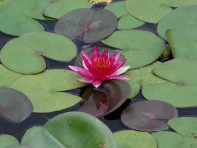 فروش نایلون کشاورزی در رودان