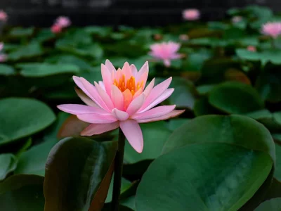 فروش نایلون کشاورزی در منجیل