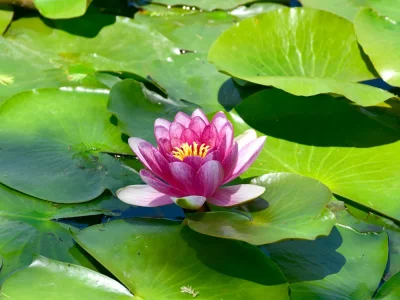 فروش نایلون کشاورزی در داراب