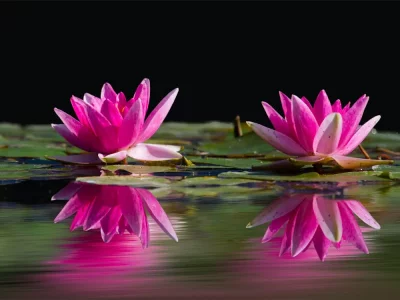 فروش نایلون کشاورزی در جهرم