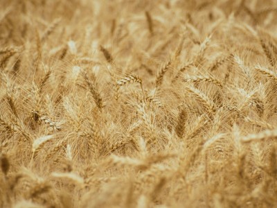 فروش دریپر آبیاری قطره ای در سیرجان