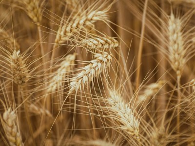 فروش دریپر آبیاری قطره ای در چابهار