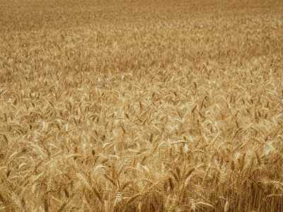 فروش دریپر آبیاری قطره ای در ورامین