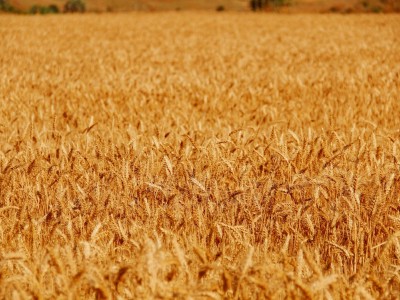 فروش دریپر آبیاری قطره ای در گنبد کاووس