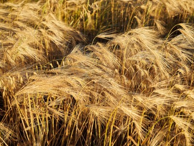 فروش دریپر آبیاری قطره ای در همدان