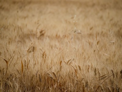 فروش دریپر آبیاری قطره ای در قزوین