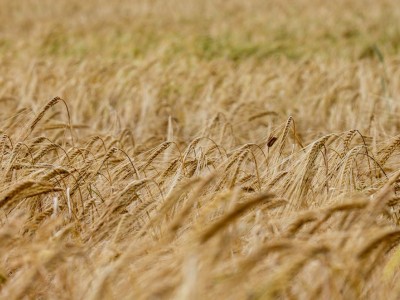 فروش دریپر آبیاری قطره ای در هشتگرد