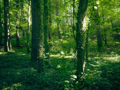 فروش قطره چکان آبیاری قطره ای در ورامین