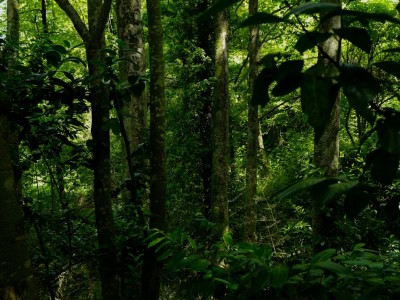 فروش قطره چکان آبیاری قطره ای در پیشوا