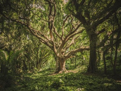 فروش قطره چکان آبیاری قطره ای در گنبد کاووس