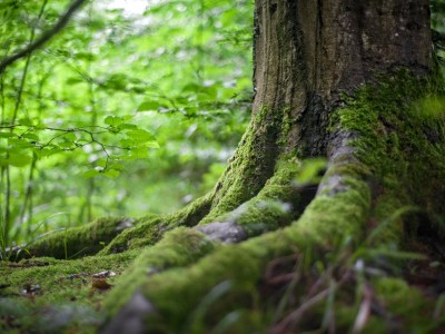 فروش قطره چکان آبیاری قطره ای در سبزوار