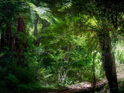 فروش قطره چکان آبیاری قطره ای در همدان