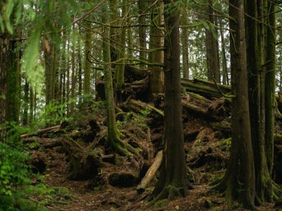 فروش قطره چکان آبیاری قطره ای در ساوه