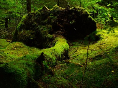 فروش قطره چکان آبیاری قطره ای در هشتگرد