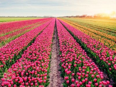 فروش لوله 16 دریپردار (قطره چکان دار) در زنجان