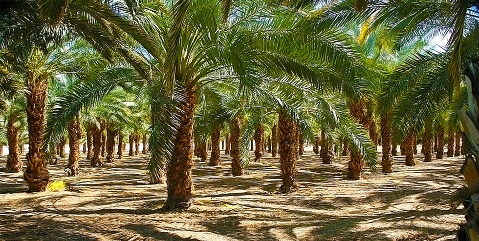 آبیاری قطره ای درخت (نخل) خرما