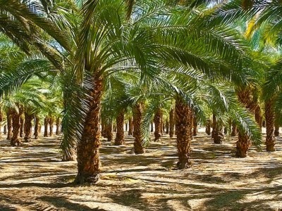 آبیاری قطره ای درخت (نخل) خرما