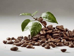 قهوه: از بذر تا فنجان