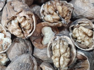 گردو پر چرب کردستان تضمین پر چربی و خوشمزه سفیدی خوبی داره