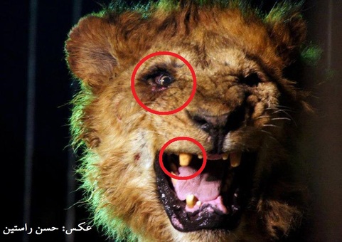 اینجا توحش را جای حیات وحش جا میزنند و میفروشند!