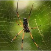 محکم‌ترین تار عنکبوت جهان تولید شد (مطلب)