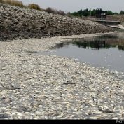 مرگ 2 میلیون ماهی در سد فشافویه (مطلب)