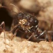 آیا مورچه‌ها زمین را نجات می‌دهند؟ (مطلب)