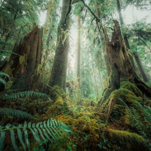 پازل 1000 تکه طرح جنگل طبیعت (In the Forest)