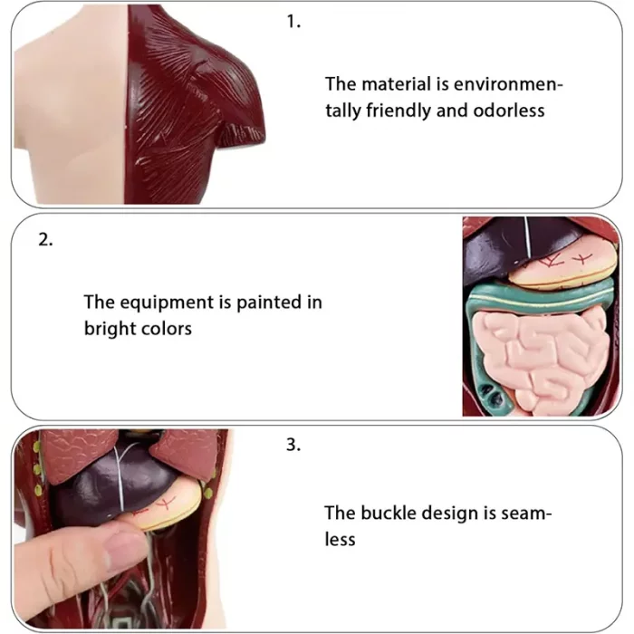 مولاژ نیم تنه بدن انسان 8 تکه کد TXMR027